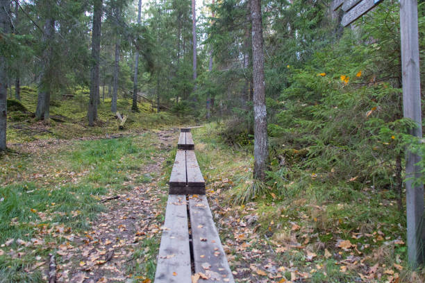 istock Wooden path at Tyresta National Park, Sweden. 1233674215
