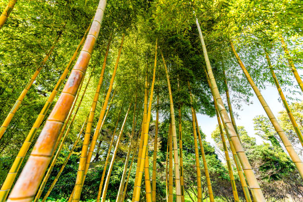 tokio, japón altos árboles de bambú en la arboleda - tree bamboo tall japanese culture fotografías e imágenes de stock