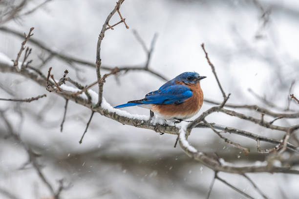 istock One single bluebird male blue and orange bird sitting perching closeup on tree during winter snow in Virginia bare branch 1233692878