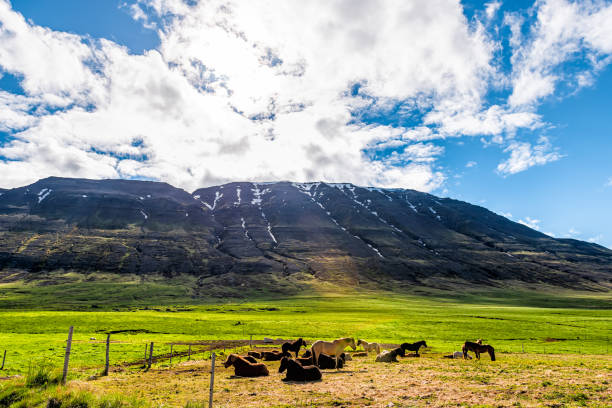 Many Icelandic horses in stable paddock farm in Iceland morning countryside rural valley in north by Akureyri mountains and meadow field pasture Many Icelandic horses in stable paddock farm in Iceland morning countryside rural valley in north by Akureyri mountains and meadow field pasture akureyri stock pictures, royalty-free photos & images