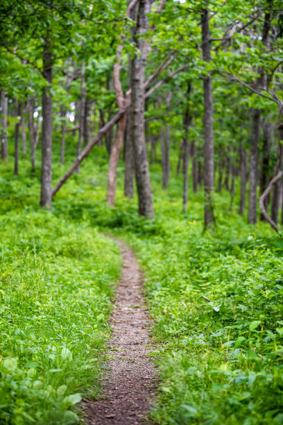 appalachian nature trail footpath in shenandoah blue ridge mountains with green grass lussureggiante fogliame on path vertical view with nobody - blue ridge mountains appalachian mountains appalachian trail skyline drive foto e immagini stock