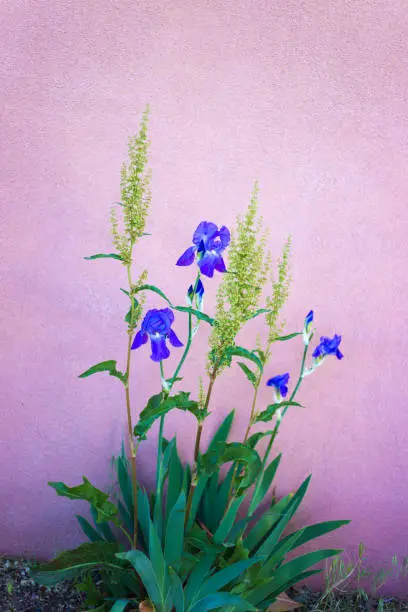 Santa Fe, NM: Purple Iris Against Pink Adobe Wall