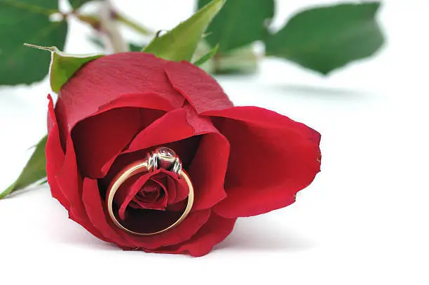 A engagement ring set amongst the petals of a red rose isolated on white.