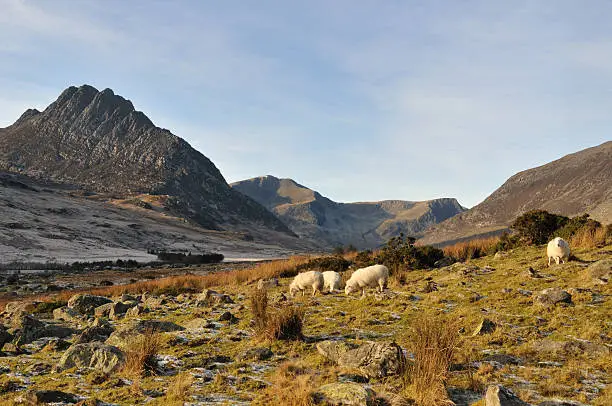 Sheep graze in the Ogwen Valley, with Tryfan in the background.