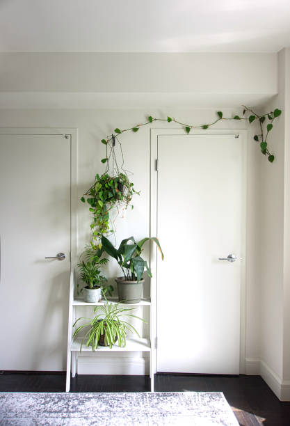 istock A room with two closet doors and house plants in between 1233734834