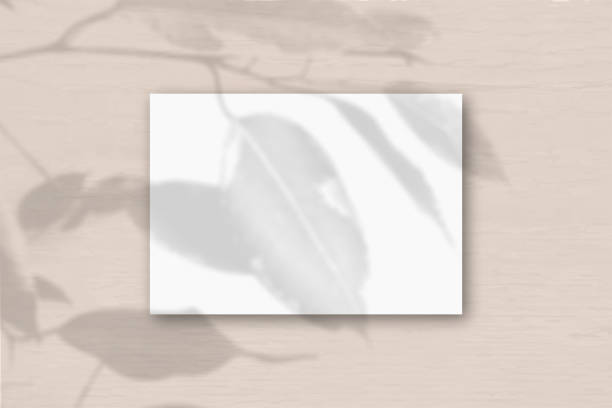 istock A horizontal A4 sheet of white textured paper on the peach wall background. Mockup overlay with the plant shadows. Natural light casts shadows from an exotic plant. Horizontal orientation 1233739860