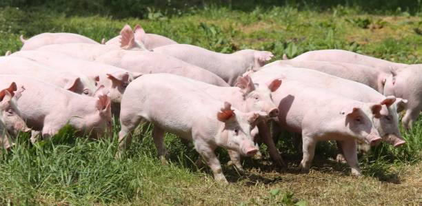 istock Household pig In fresh green grass in farm 1233764038