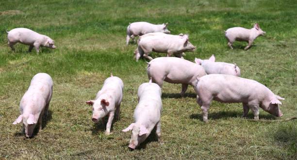 istock Household pig In fresh green grass in farm 1233764039
