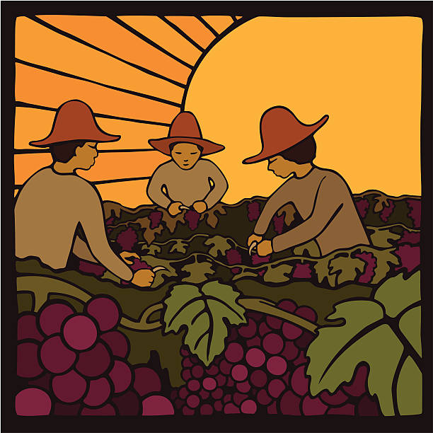 ilustrações de stock, clip art, desenhos animados e ícones de dia laborers uvas de colheita - farm worker