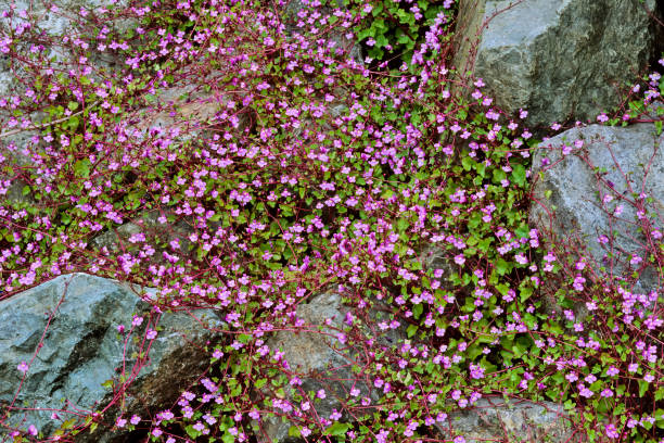 istock Vancouver Island British Columbia 1233773094