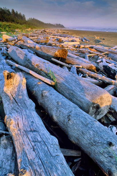 istock Vancouver Island British Columbia 1233778635