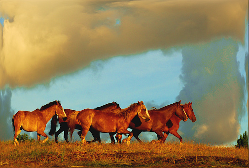 Horses, Storm, Wild Horses, Mongolia, Natural Life, Nature Power, Attraction