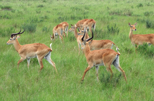 Uganda Kobs In Grassy Vegetation Stock Photo - Download Image Now ...