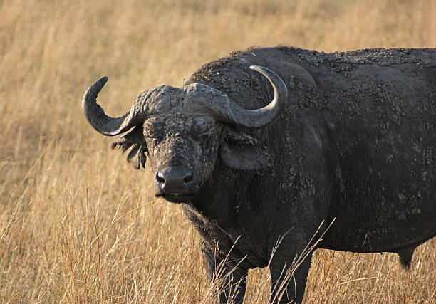 istock African Buffalo in grassy back 123380561