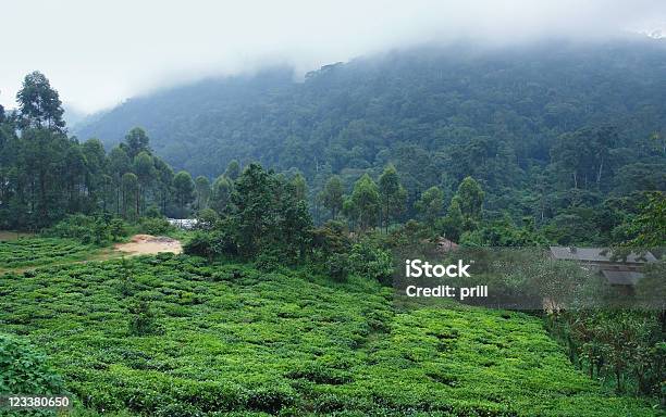 Photo libre de droit de Forêt Impénétrable De Bwindi En Ouganda banque d'images et plus d'images libres de droit de Afrique - Afrique, Agriculture, Arbre