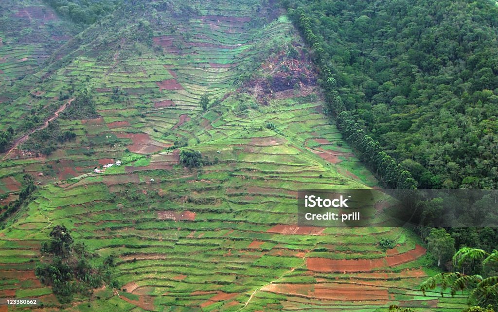 Frontière de la Forêt Impénétrable de Bwindi en Ouganda - Photo de Déforestation libre de droits