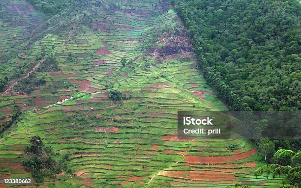 Bordo Della Foresta Impenetrabile In Uganda Di Bwindi - Fotografie stock e altre immagini di Disboscamento