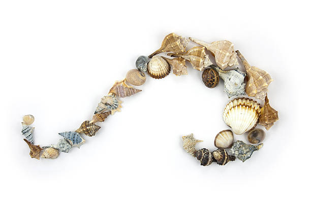 istock Sea Wave made of several Conches types. Summer Theme 123381094