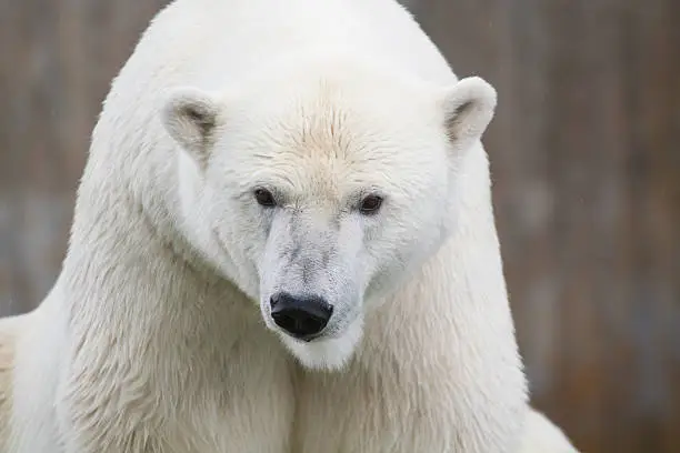 Polar bear (Ursus maritimus) portrait