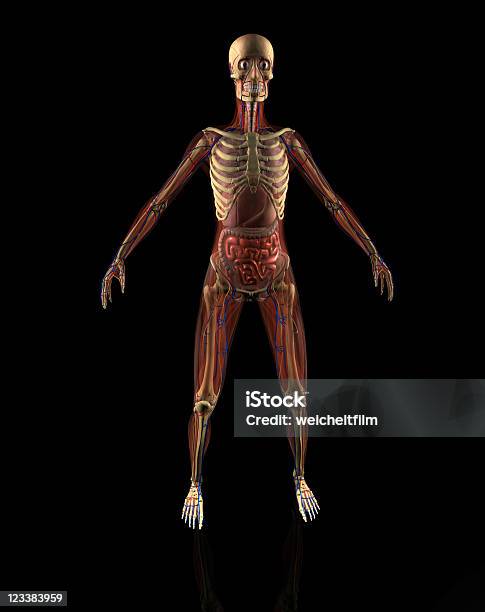 Frau Anatomie Stockfoto und mehr Bilder von Anatomie - Anatomie, Anatomisches Modell, Bildkomposition und Technik