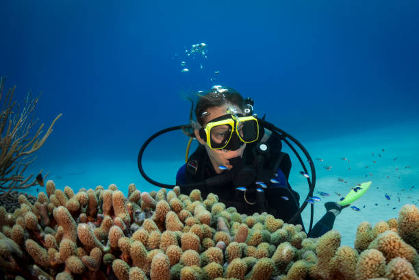 istock Caribbean marine life and diver 1233899512