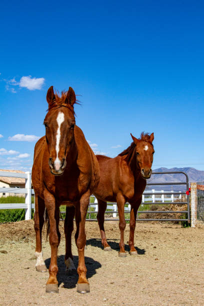 istock Two Arabian horses in a pen 1233900771