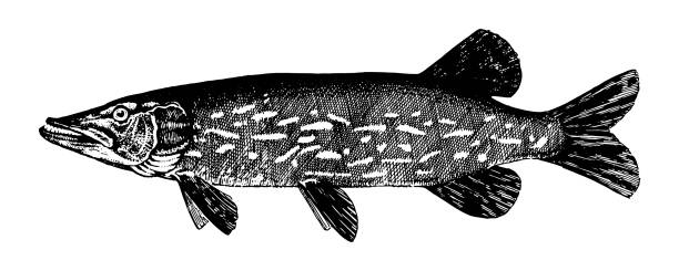 pickerel, hecht, luce, buchse, esox lucius. fischsammlung - nobody black and white activity fisherman stock-grafiken, -clipart, -cartoons und -symbole