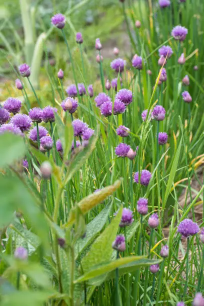 Purple chive blossom heads on stems in outdoor setting in bright sunshine