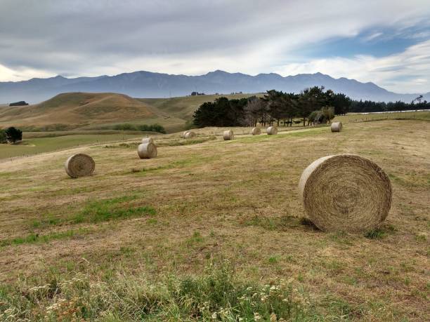 Twisted haystack on agriculture field. stock photo