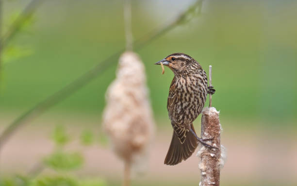 istock Female Red-winged Blackbird 1234036052