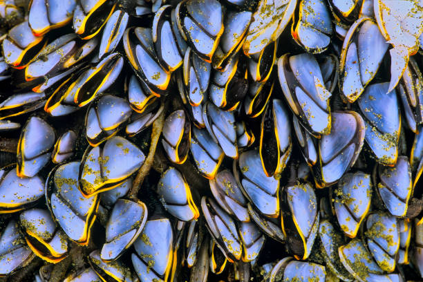Clams found along the beach in the Pacific Rim National Park on Vancouver Island, British Columbia