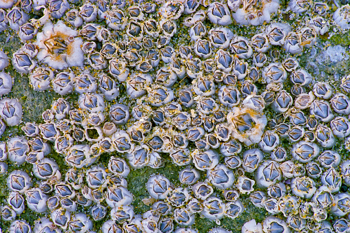 Barnacles found along the Pacific Rim National Park on Vancouver Island, British Columbia