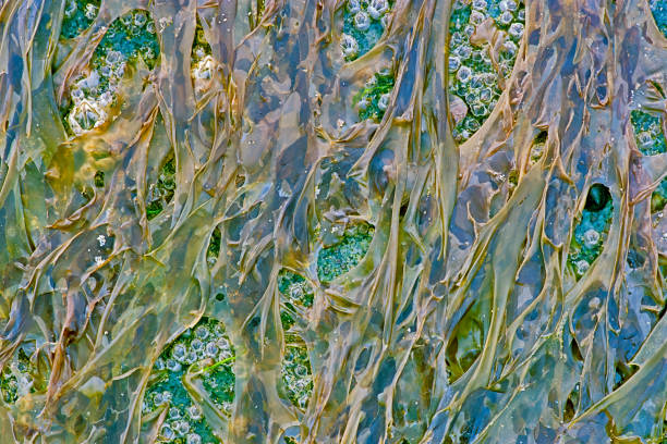 Seaweed found along the Pacific Rim National Park on Vancouver Island, British Columbia