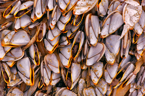 Mussels Pile Isolated, Unshelled Clam, Peeled Mussel, Open Shellfish Seafood, Mussels Meat, Cooked Shellfish, Clams on White Background Top View