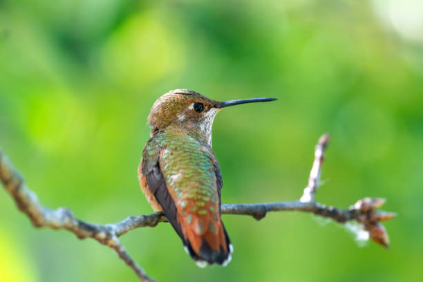 Rofous hummingbird on the branch