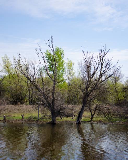 istock Thickets of trees on the river bank 1234138436