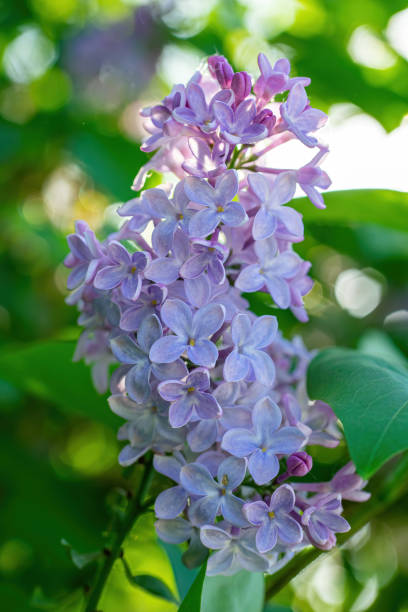 istock Branch of blossoming lilac on a sunny day 1234144148