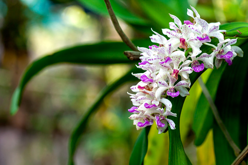 Thai Orchid  Rhynchostylis gigantea orchid in the garden.