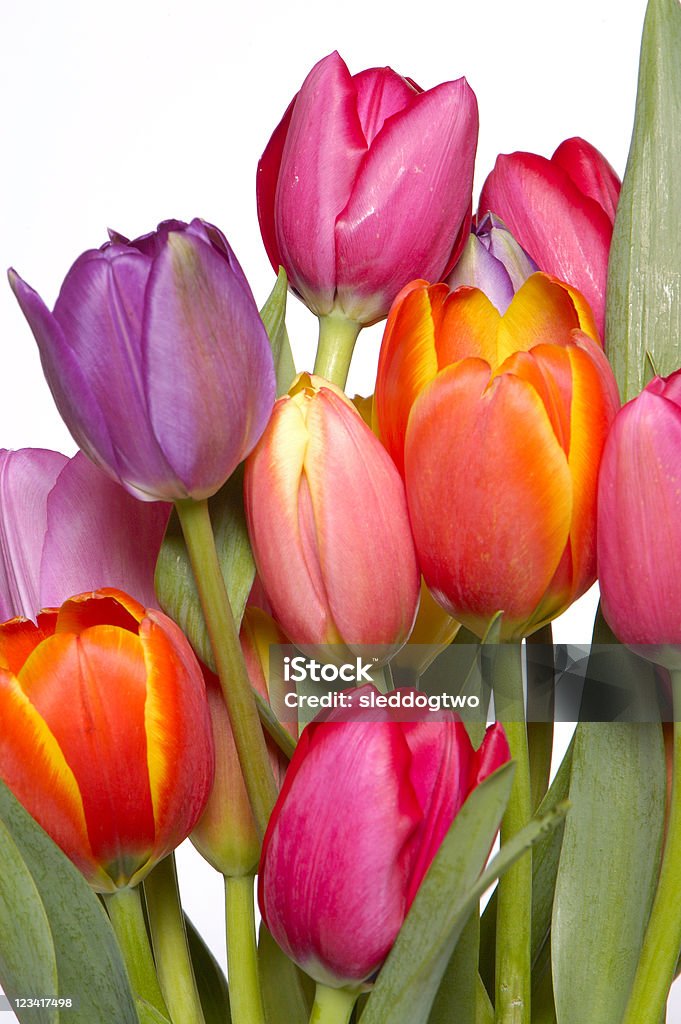 A Primavera - Royalty-free Amarelo Foto de stock