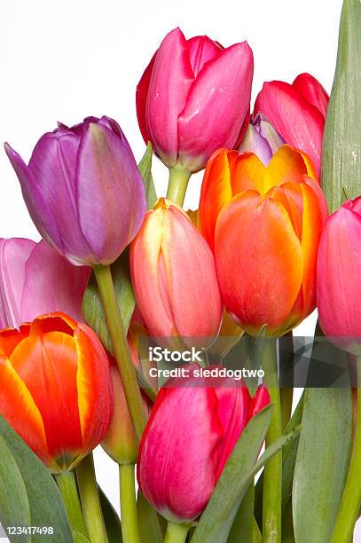 A Primavera - Fotografias de stock e mais imagens de Amarelo - Amarelo, Colorido, Cor de rosa