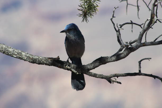 A pinion jay perched on a branch above the Southern Rim of the Grand Canyon National Park A pinion jay perched on a branch above the Southern Rim of the Grand Canyon National Park pinyon jay stock pictures, royalty-free photos & images