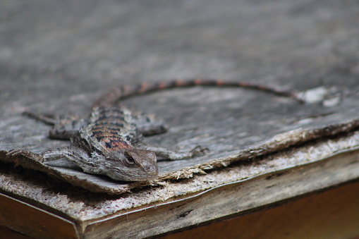 A close up of Texas spiny lizard on a patio table in a Texas backyard