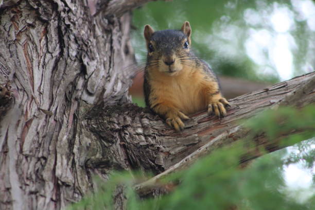 istock A close up for an inquisitive grey squirrel perched on branch of a cedar tree 1234184036