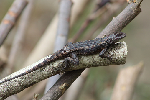 A close up of Texas spiny lizard perched on a branch in a Texas backyard