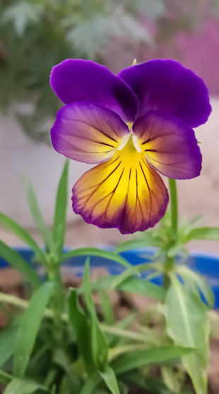 Beautiful butterfly flower it is a very beautiful flower