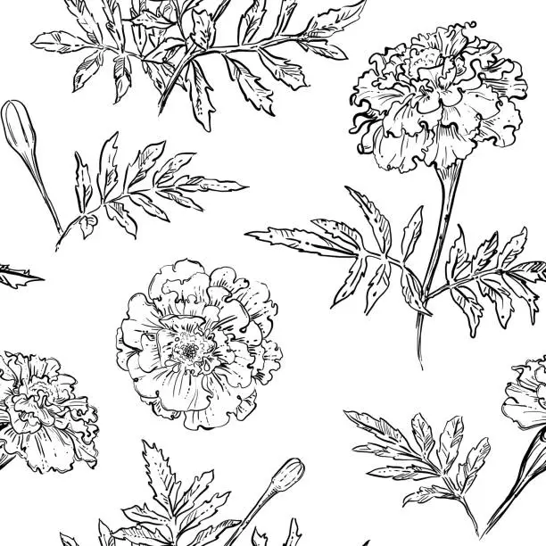 Vector illustration of hand drawn vector seamless pattern of marigold flowers.