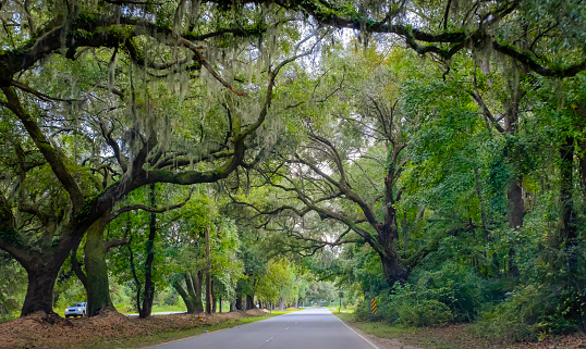 View of one lane road in South Carolina lined with grand oaks covered with moss, USA
