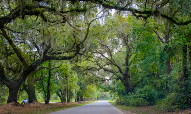 Road in South Carolina lined with old grand oaks View of one lane road in South Carolina lined with grand oaks covered with moss, USA kiawah island stock pictures, royalty-free photos & images