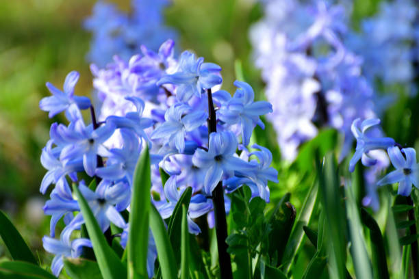 istock Hyacinth Flowers in Various Colors 1234196410