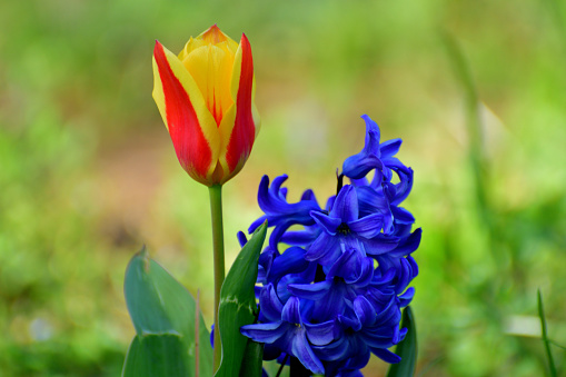 Hyacinth is highly fragrant flowers that bloom in spring in dense clusters. The bell-shaped, densely packed flowers come in shades of different colors, which include white, orange, yellow, pink, purple, red and blue.